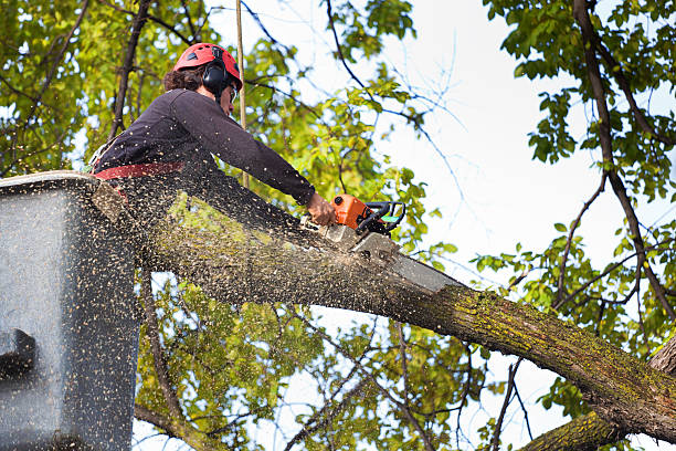 Best Tree Root Removal  in USA